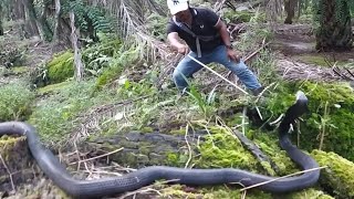 Download lagu EVACUATION TENSING MONSTER OF DRAMATIC LARGE BLACK COBRA SNAKE ENDED mp3 Download lagu EVACUATION TENSING MONSTER OF DRAMATIC LARGE BLACK COBRA SNAKE ENDED mp3