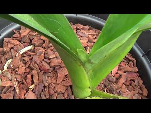 A couple of Angraecum necessary repots