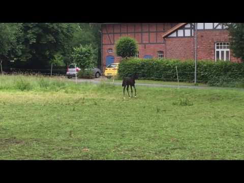 Stutfohlen v. Stakkato x Goodman