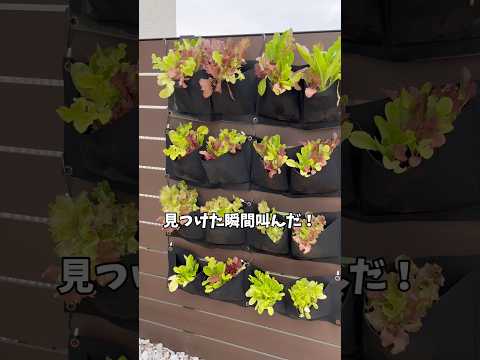 ベランダで芳香植物を育てるには？いつ植えるのか、そしてどのように管理するのか？  庭園