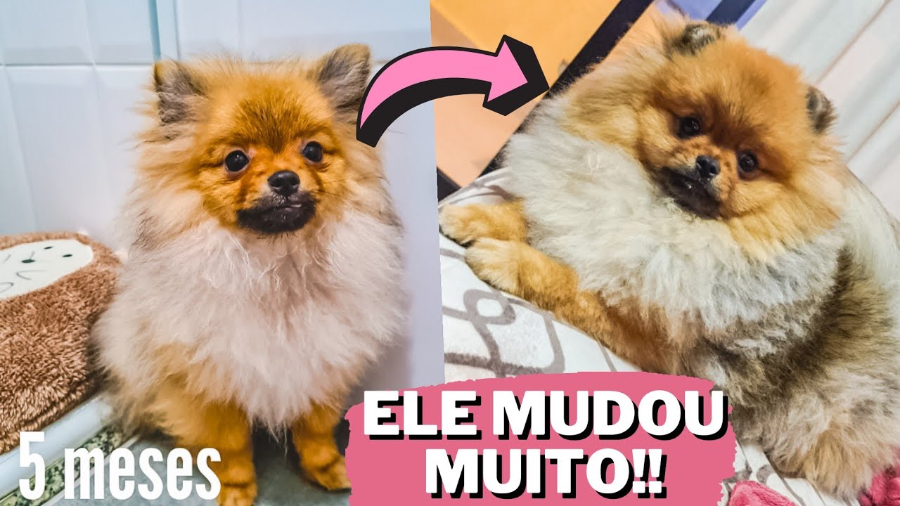 Dicas e Curiosidades| Experiência 1 ano com Lulu da pomerania/spitz alemão