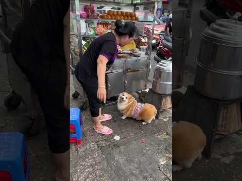 Eovi ghé thăm chị bánh mì #pets #corgi #eovivlog #doglife #puppy