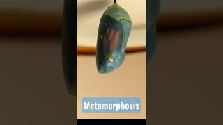 Download lagu Butterfly metamorphosis #butterfly #pestcontrol #entomologist mp3 Download lagu Butterfly metamorphosis #butterfly #pestcontrol #entomologist mp3