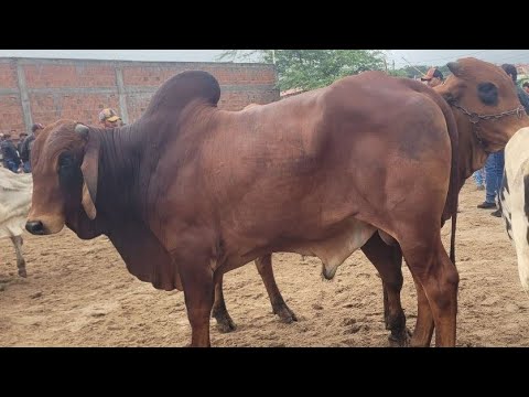 FEIRA DO GADO DE MANARI PE 30/04/2026