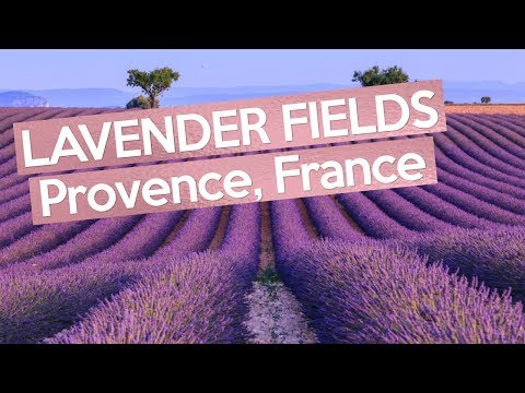 The Biggest LAVENDER FIELDS, Provence France