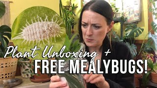 HOUSEPLANT UNBOXING 🌿 Goth Plants, Second Chances, and Free Mealybugs!
