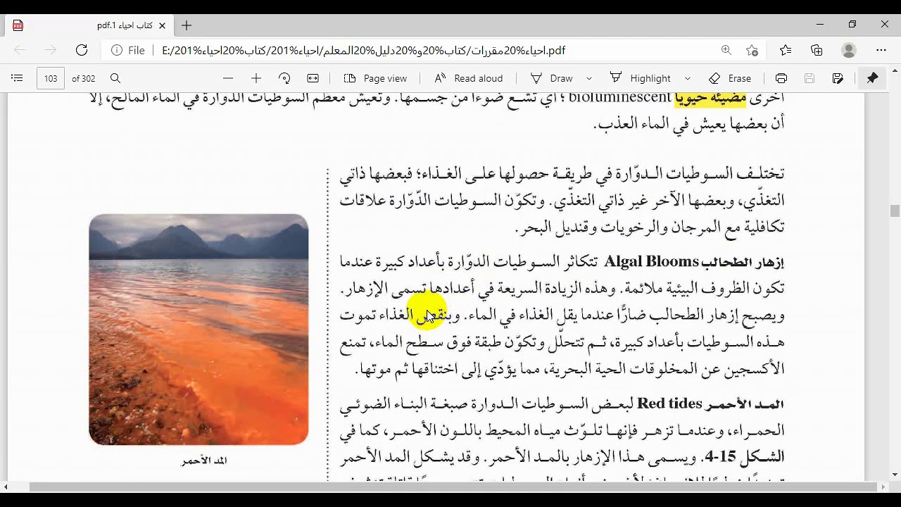 الطحالب