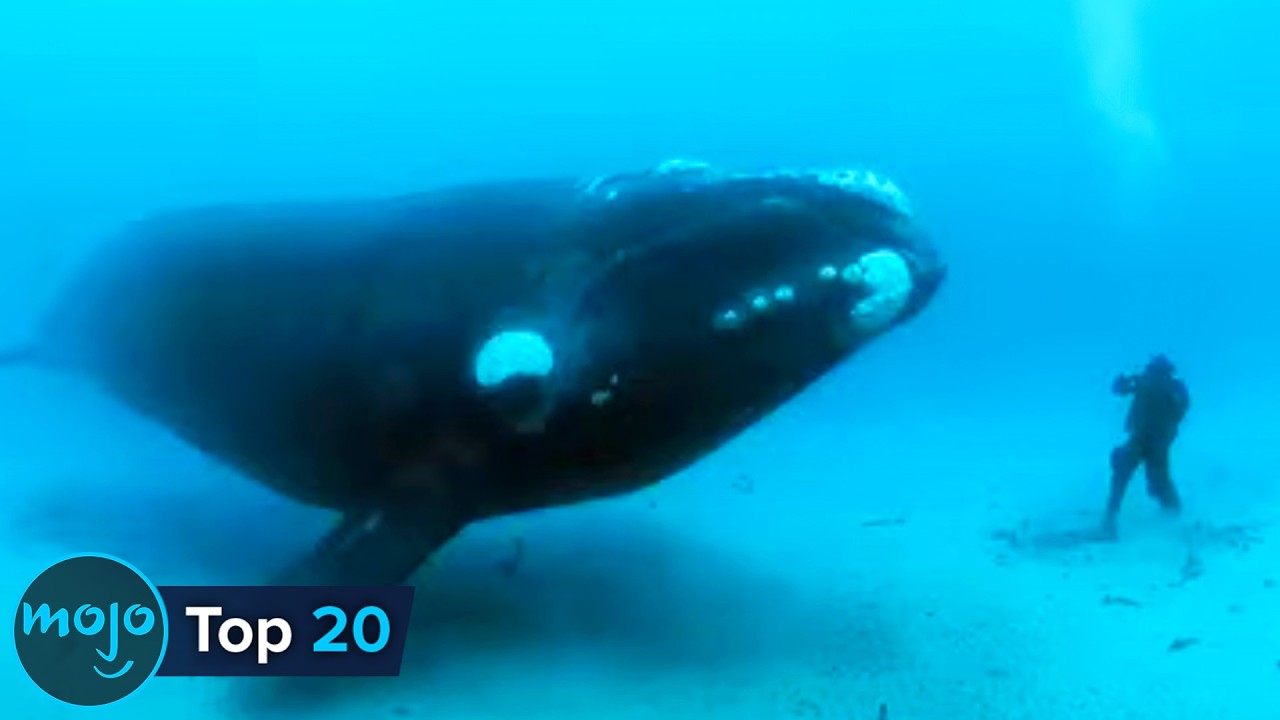 Top 20 Most Massive Animals Still With Us