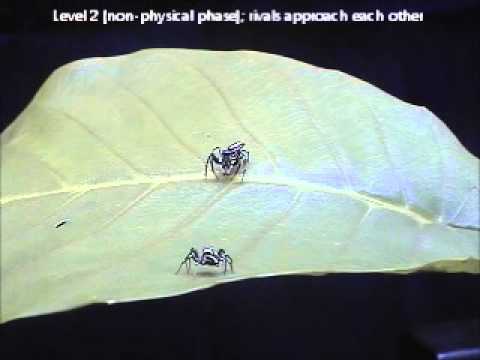 Jumping Spider Contest