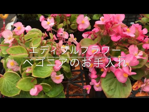花 ベゴニア インテリアメンテナンス品種 日当たりの良い pH 中性