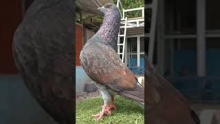 Download lagu Characteristics of High-Flying Pigeons #shorts mp3