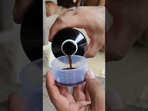 bada calf #calf #dairyfarming #buffalo #cow #nature #youtubeshorts #youtube #yt