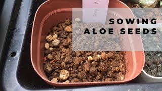 How to plant aloe seeds / How to sow aloe seed (Sowing my hybrids)