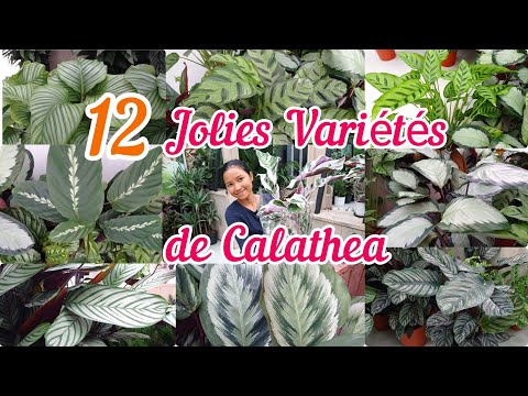 , title : '12 Jolies Variétés de Calathéa'