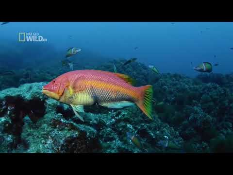 Глубины океана  Морские гиганты Азорских островов Документальный фильм