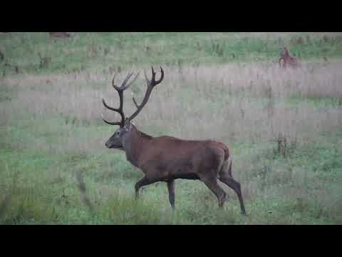 Rotwildbrunft 2014 alter Hirsch