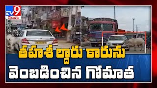 ఆ ఆవుది ప్రేమా..? లేక పగ..? : ఎమ్మార్వో కారును గంట పాటు వెంబడించిన ఆవు..!