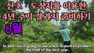 6월이 중요합니다. 저온피해 힘조절과 도장지 이용하는 방법  we're going to use a new b…