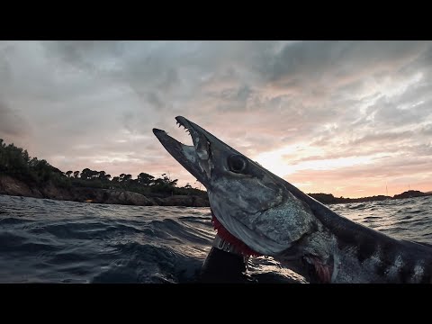 Chasse sous marine Méditerranée - Barracuda XXL