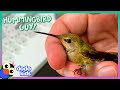 Hummingbirds Love This Guy S Fairytale Costumes Dodo Kids