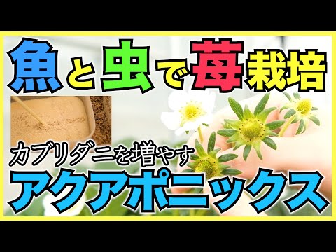 無土栽培水耕栽培比較