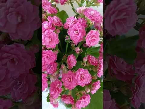 フロリバンダ「レオナ」 植物