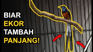 Download lagu How to Make Your Magpie Robin's Tail Grow Longer and Maximize Its Growth mp3