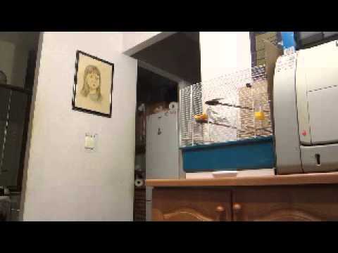 Mario Vrvilo - svađamo se tica i ja