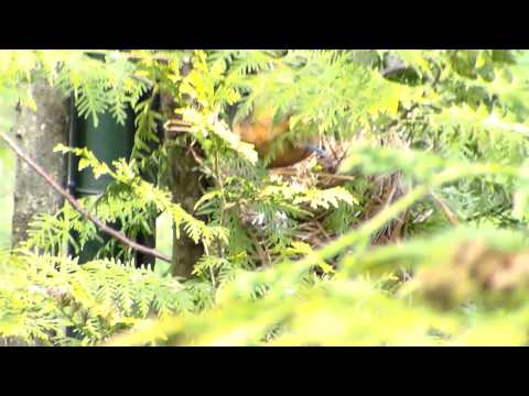 Timáliovec bielohrdlý (Pterorhinus albogularis) — video o speve a chove