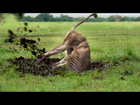 Esto Es Lo Que Hace un León Tras Ser Expulsado de la Manada