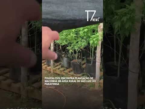 Polícia Civil encontra plantação de maconha em área rural de São Luiz do Paraitinga