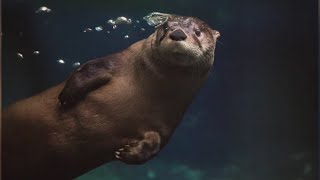 Virginia Aquarium says goodbye as Otter unexpectedly dies during exam
