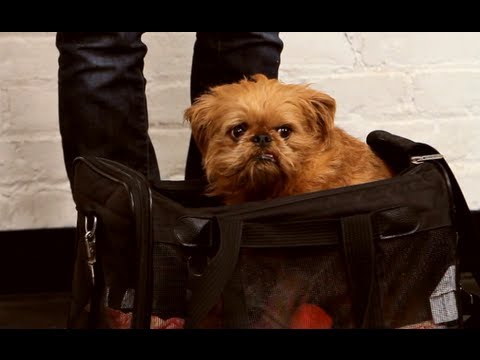 How to Bag Train & Travel | Dog Training