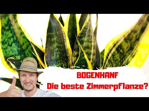 Bogenhanf - Die beste Schlafzimmerpflanze?