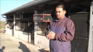 preview picture of video 'Porumbei voiajori - Habaci Calin - Prezinta porumbei reprezentativi ai crescatoriei in anul 2014'