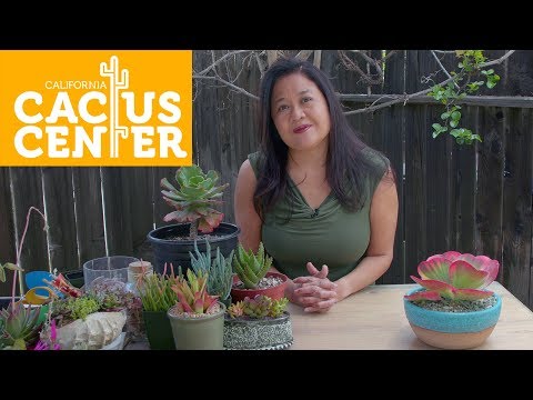 download lagu mp3 mp4 Succulents For Shade South Africa, download lagu Succulents For Shade South Africa gratis, unduh video klip Succulents For Shade South Africa