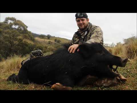 TG OUTDOORS AUSTRALIA - Oz-Cut Broadheads Billies & Boars 2014