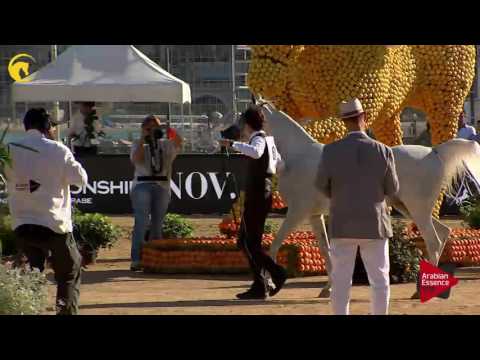 N.68 AJA EUROPA - MENTON 2017 - Mares 4 to 6 years old (Class 4)