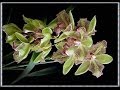Поздравления С Днем Рождения В подарок цветы орхидеи 