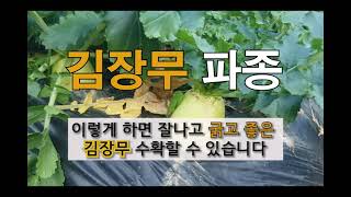 김장 무 파종 이렇게 하면 잘나고 굵고 좋은 김장 무 수확할 수 있습니다. #주말농장 #도시 텃밭 #김장 무…