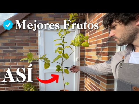 Naranjo - Limonero 🍊 Cómo Podar Cítricos
