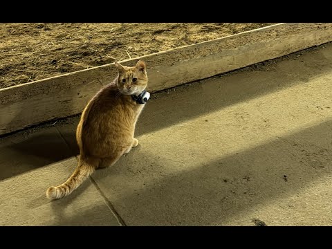 Goody 1st Outing - Condensed Version