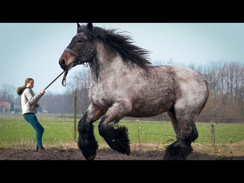 , title : '9 Grootste Paarden ter Wereld'