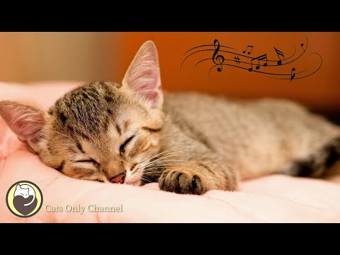Cat Relaxing Music - Peaceful Harp Music to Calm your Cat