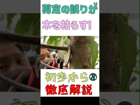 冬にブドウを剪定する方法