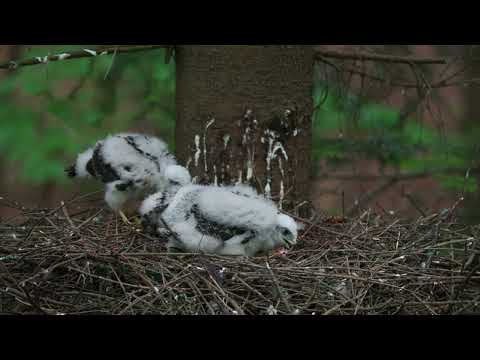 Jastrab krahulec - accipiter nisus