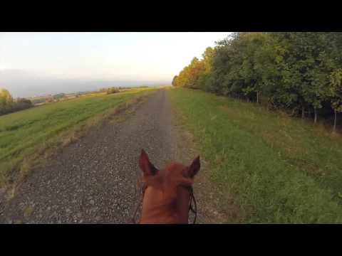 Goldgräfin 6.10.2013