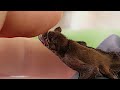 This is what happens when a baby bat bonds with a human | Can I return him to his mum?