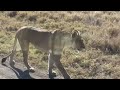 Lioness Says Just Follow Me Serengeti National Park African Safari Wonders