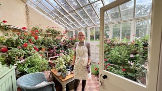 Victorian Conservatory In October-Autumn Tidy Up And Geranium Plant Care
